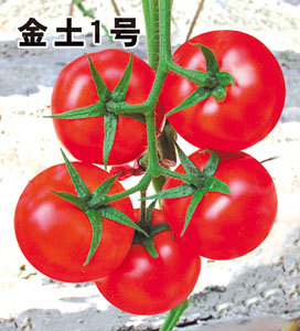 金土1号番茄种子