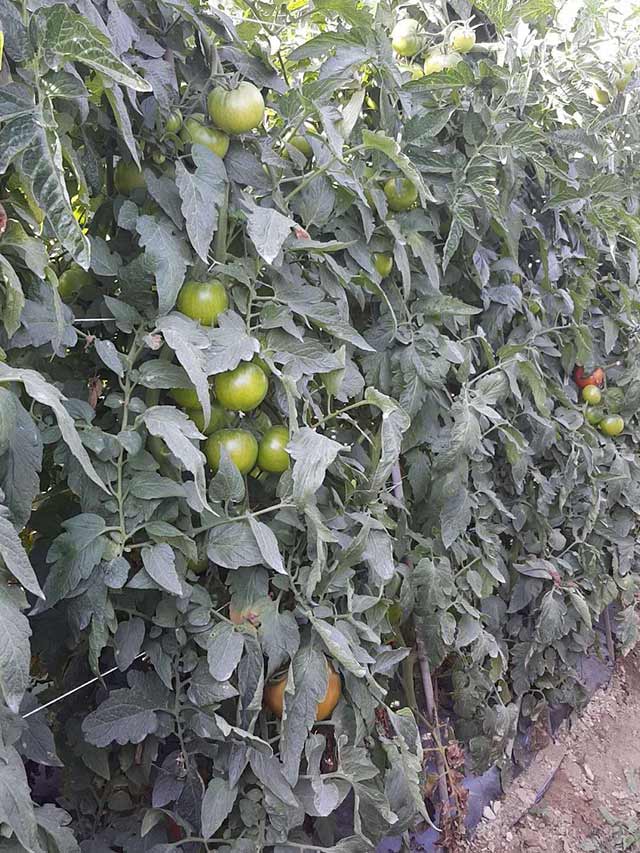 番茄植株长势旺盛