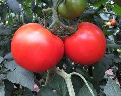 番茄生吃与煮熟的营养区别